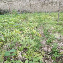 【贵州铜仁松桃野三七价格市场重楼三七种植方法乡村振兴项目】图片