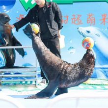 山東省青島端午節(jié)假日海獅表演租賃