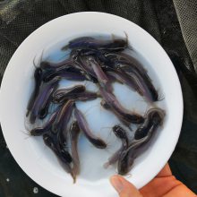 【广东东莞土塘鲺苗批发-2020年塘鲺苗新苗大量供应】图片
