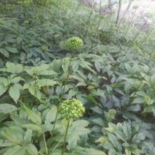 霍州河津山西竹节参白三七种植基地