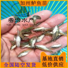 增城繁殖大口黑鲈鱼苗 优鲈一号苗 加州鲈鱼苗 养殖鲈鱼苗价格及成本