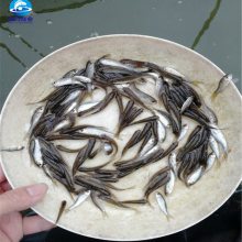 鲮鱼苗 基地供应土鲮鱼水花 土鲮鱼水花苗耐运输 成活率高