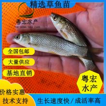 求购草鱼苗 长江草鱼苗出售 红草鱼苗批发
