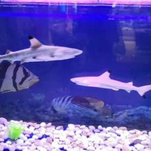 河南省許昌魚缸展覽水族箱生態(tài)展覽