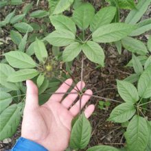 广东深圳珠海野三七七叶一枝花种植经济效益怎么样