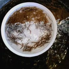 【人气好刺鳅苗批发_纳锥鱼辣锥鱼苗求购到佛山港明水产养殖基地】