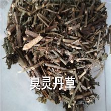 中药材臭灵丹草用法用量六棱菊药理作用大黑药药用效果