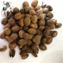 巴豆用法用量/江子功能主治/巴豆仁药用价值