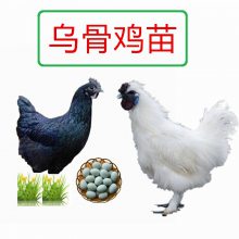 厂家供应小乌鸡质量保障