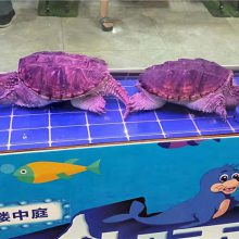 云南大理州深藍(lán)海洋生物魚缸展覽