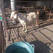黑頭杜泊羊種羊養(yǎng)殖廠市場行情