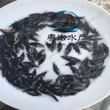 条 栀子花苗"报价信息 产品特性 好吃 动物种类 鱼类 品种 桂花鱼苗