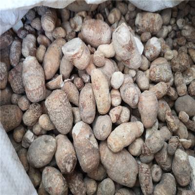 中药材半截烂草的药用价值 半截烂草批发