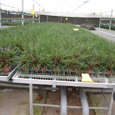 农业 农业用具 温室,大棚 中卫油菜苗床 育苗床厂家   上一个 下一个>