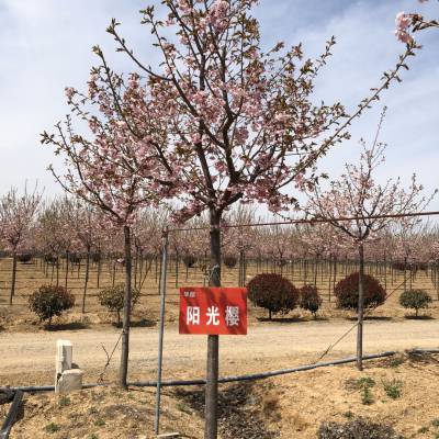 青岛阳光苗圃 速生樱花 速生樱花小苗 批发樱花树苗