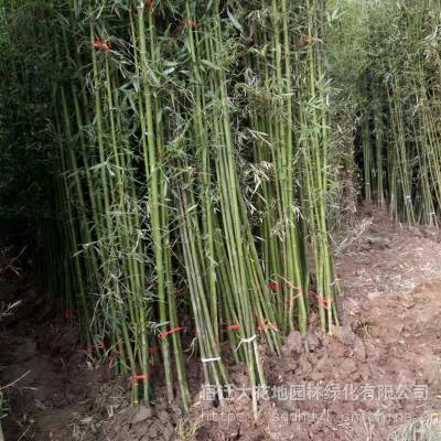 2018年江苏地径2公分刚竹子价格多少钱一棵报价3元每棵,绿篱竹子基地