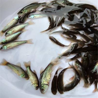 綡  糡