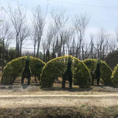 金叶女贞造型植物出售,四川金叶女贞造型基地