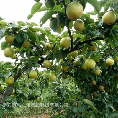 梨树苗,喜水梨树苗,喜水梨树苗新品种