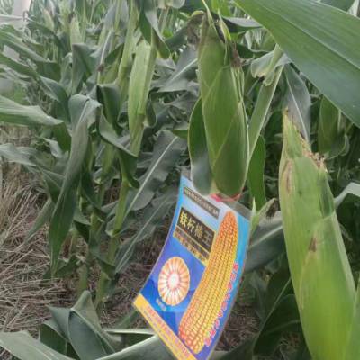 高产玉米种子高产玉米品种铁杆棒王