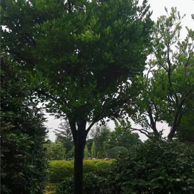 胡柚树-四季果园种植基地-胡柚树价格