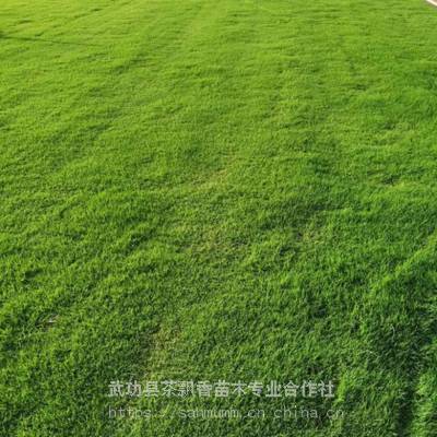 茶飘香养护冷季型草坪_成都广场草坪_报价