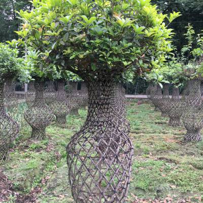 造型植物桂花花瓶,多年生桂花花瓶基地,桂花花瓶2020价格