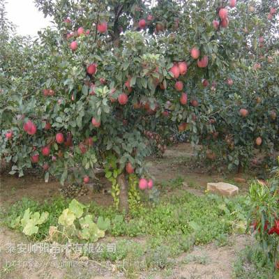 鲁丽苹果树苗苗木基地 帅阳苗木 2020新春上市 苹果苗品种齐全
