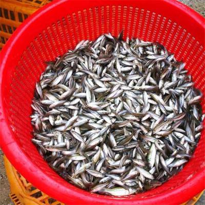 广西北海优鲈3号鱼苗 优鲈一号鱼苗 青波鱼苗