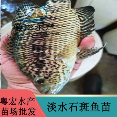 优质石斑鱼苗 青海西宁珍珠石斑鱼苗 花斑鱼苗 桂花苗价格实惠