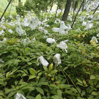 药材种子,种苗 广西钦州灵山竹节参药材基地黄精重楼种苗供应农村种植