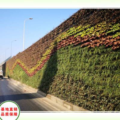 广东垂直绿化植物种植基地,立体绿化植物墙厂家直销