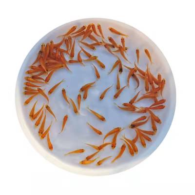 养殖创业鱼苗 鲤鱼苗 快大鲤鱼苗 优质禾花鲤鱼苗 草鲤鱼苗