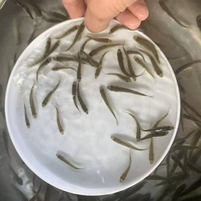 阳朔新鲜现捕鲮鱼苗 土鲮鱼苗 麦鲮鱼苗 港明水产基地直销 欢迎订购