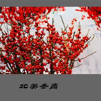 长期供应北美冬青 基地直销 果实超多 叶片大 耐寒