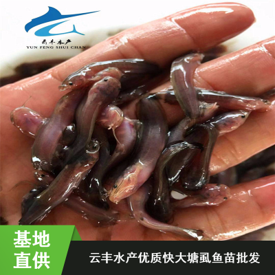 广西优质黄塘虱苗 土塘虱苗 塘虱苗价格