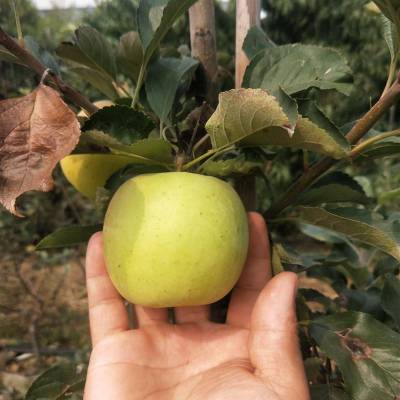 太原鲁丽苹果苗 瑞雪苹果苗 品种齐全 现货供应
