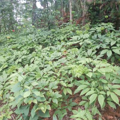 河南安阳殷都竹节参种子苗子重楼白芨种苗基地药材种植项目