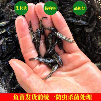 大量出售黄辣丁鱼苗黄辣丁鱼苗 优质黄颡鱼苗