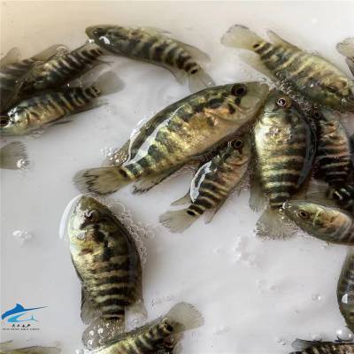花斑鱼苗 珍珠斑鱼苗 翘嘴鱼苗桂花鱼苗 鱼苗供应商