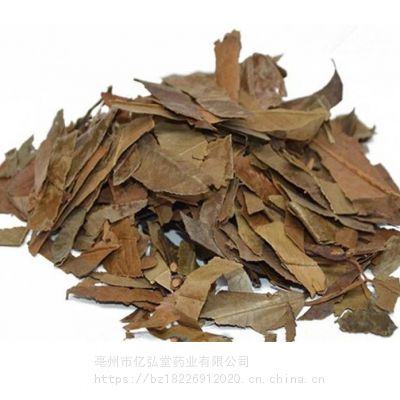 正宗石楠叶,石眼树叶,老少年叶的价值 供不应求