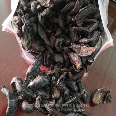 蛞蝓是什么 鼻涕虫,大蛞蝓,黄蛞蝓,蛞蝓批发