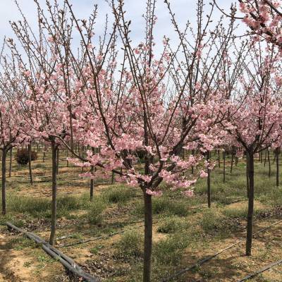 山东高干染井吉野基地 樱花小苗 染井吉野小苗 批发樱花树苗