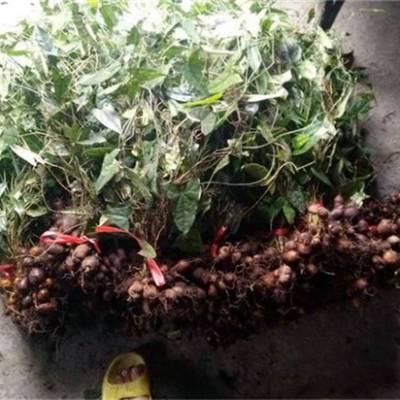 阿克苏阜康市金果榄竹节参冰球子栽培方法免费培训