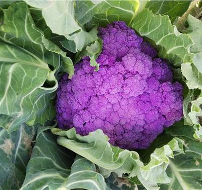 云南紫花菜质量材质上乘 客户至上 昆明亚约燊农业科技开发供应