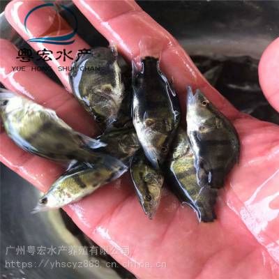 出售鳜鱼苗 广东桂花鱼苗 翘嘴鱼苗