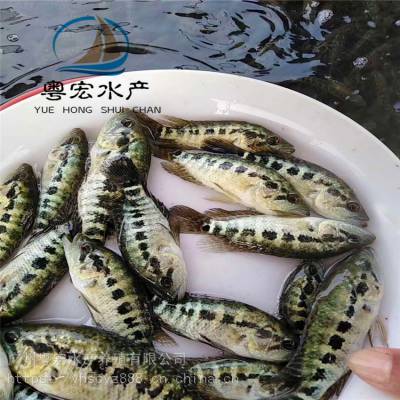 台湾淡水石斑鱼 优质花斑鱼苗 珍珠石斑鱼苗 生长速度快/少病害