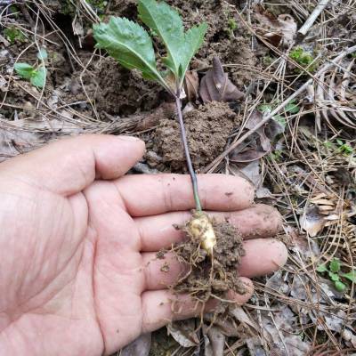 贵州贵阳云岩竹节参种苗基地黄精重楼种苗供应药材种植项目