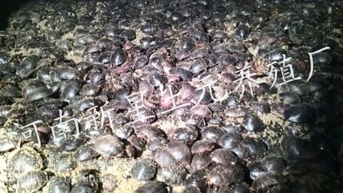 乐竞体育- 乐竞体育官方网站- 乐竞体育APP从抵押家当到年赚60万：贵州庄稼汉如何用兔子改写村庄命运？