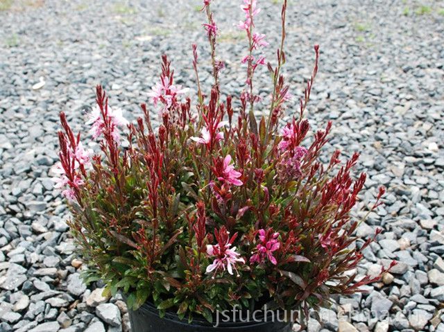 供应地被植物 紫叶千鸟花 紫叶千鸟花基地 又名紫叶山桃草 价格 厂家 中国供应商